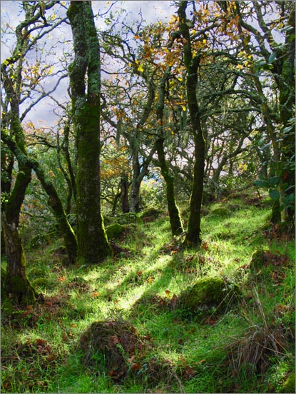 sm 091217.14  Skyline.jpg - Patches of sunlight through the fog brighten up the forest floor.